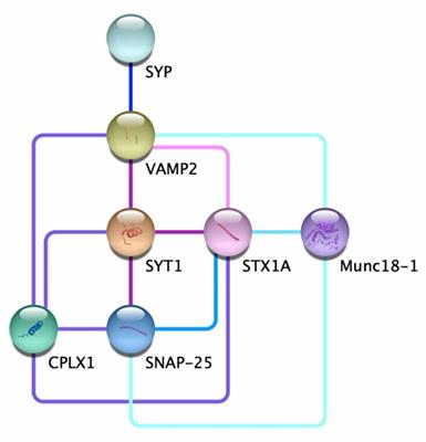 Room for Two: The Synaptophysin/Synaptobrevin Complex